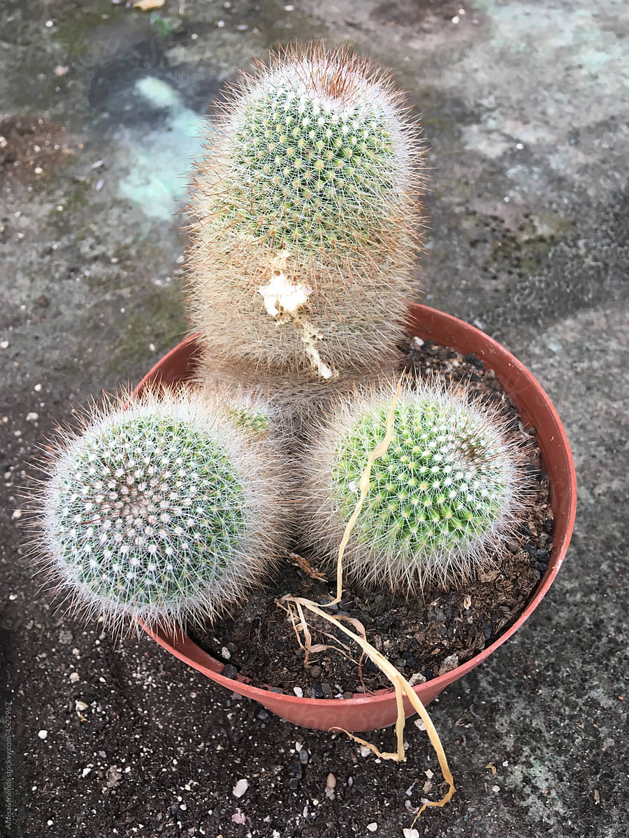 Dildo Cactus" by Stocksy Contributor "Anfisa&friends" - Stocksy