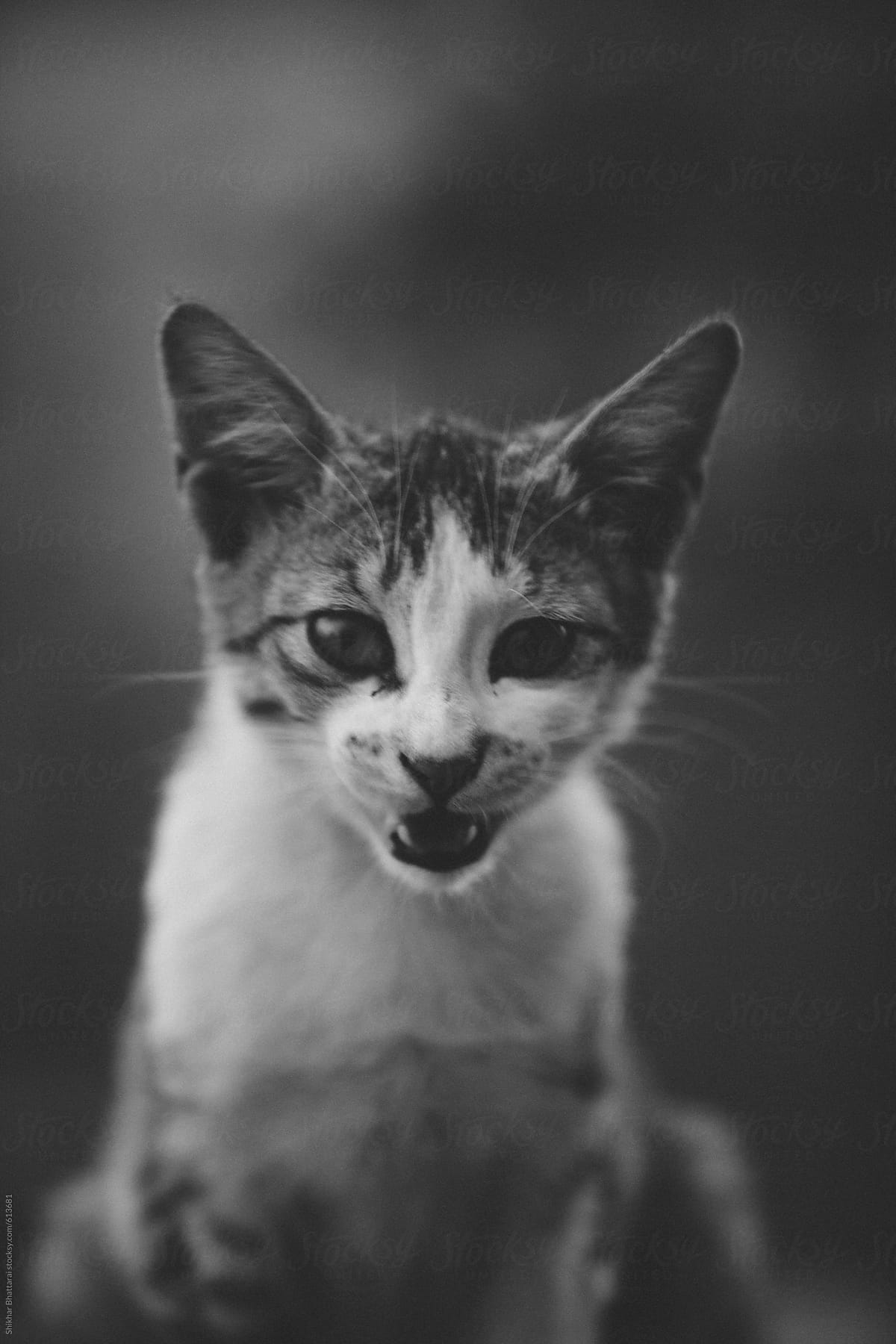 black and white portrait of an angry cat.