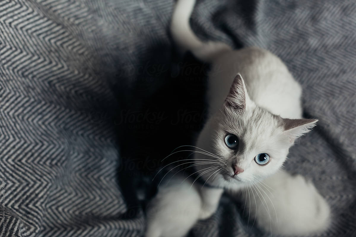 Beautiful blue eyed white Persian cat nursing her kittens