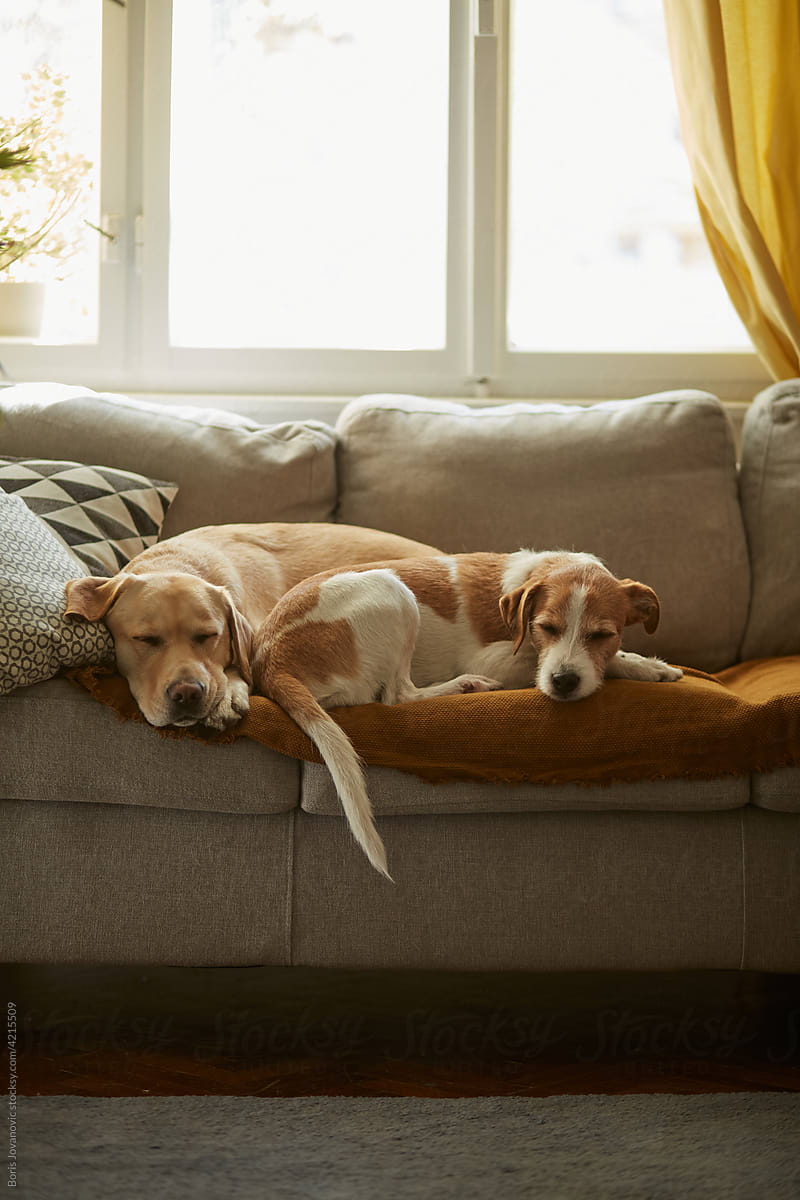Tired Dogs Sleeping On The Couch
