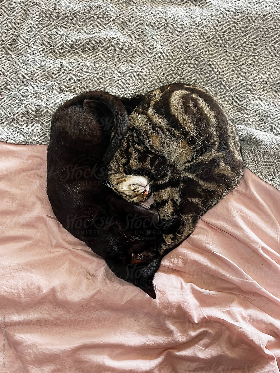 Two cats lying together in the shape of a heart on a bed