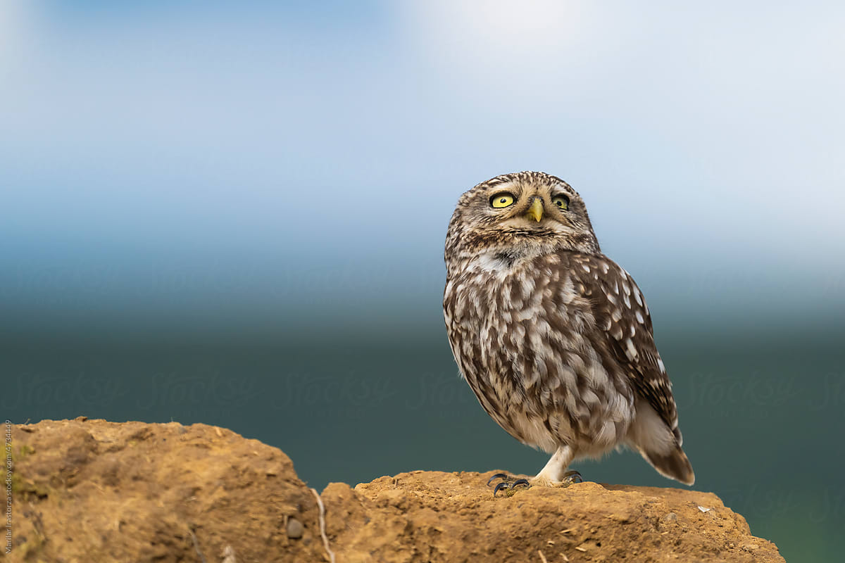 Little Owl Looking Up