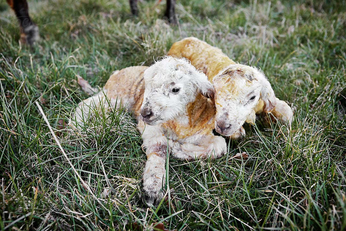 Two new lambs