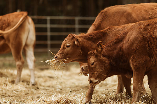 Cows Eating Straw. by Stocksy Contributor Javier Pardina - Stocksy
