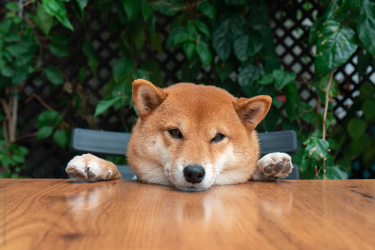 Sad dog at table