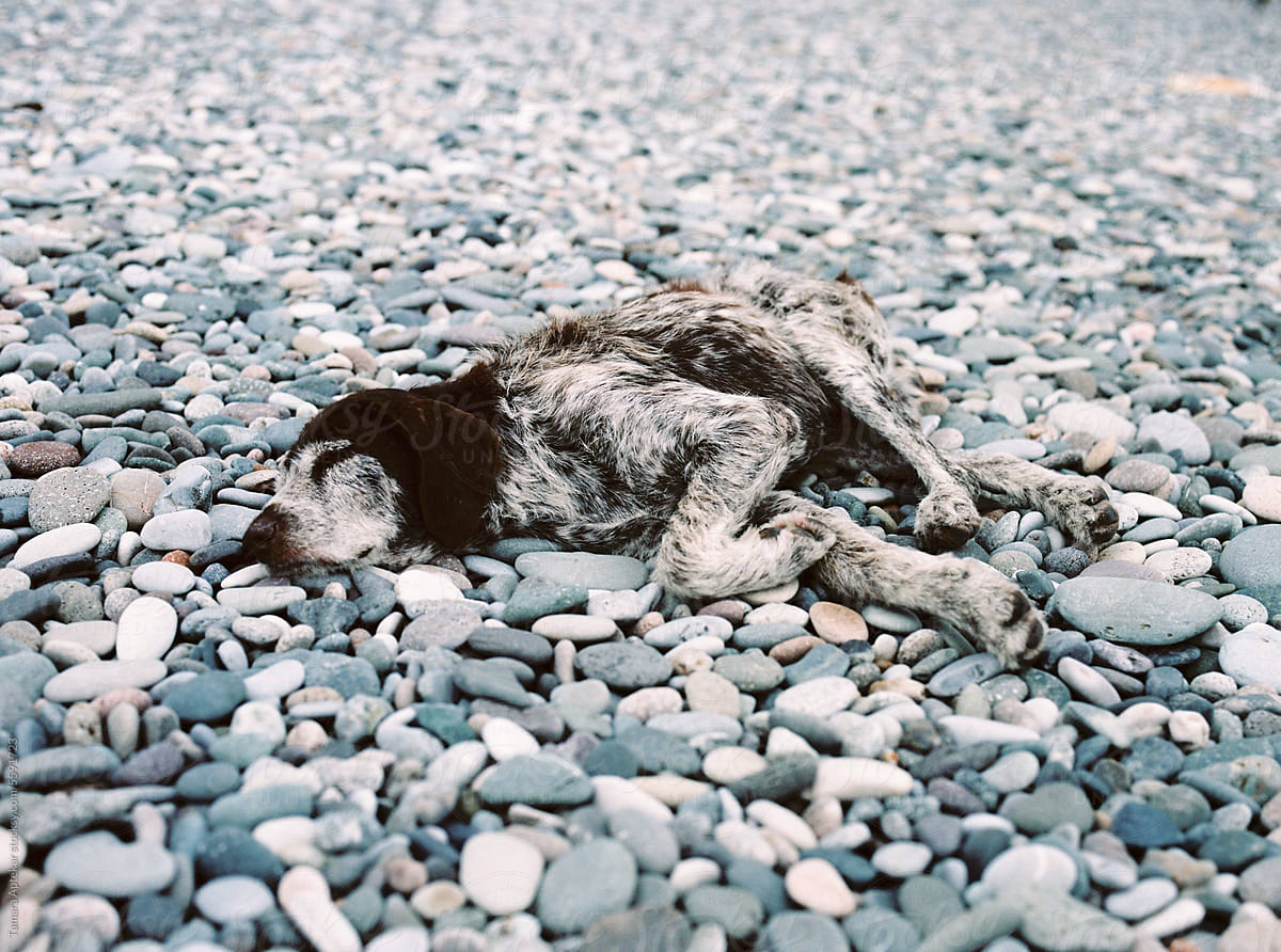 A dog lying on the stones on the beach
