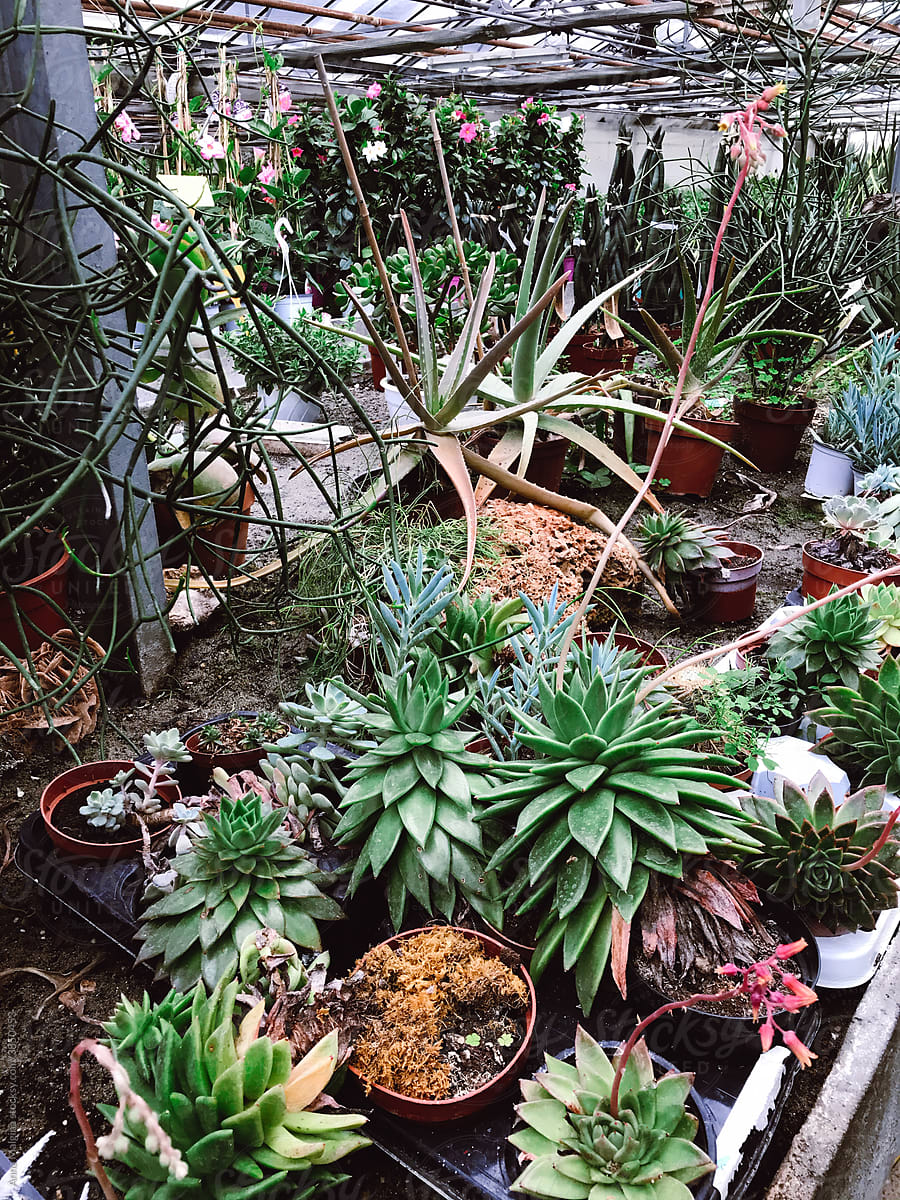 Cacti in a beautiful greenhouse