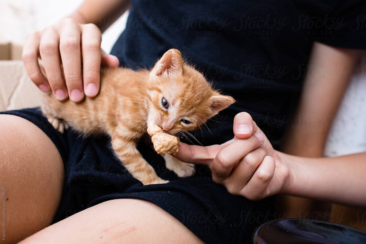 Kitten licks pate from a finger