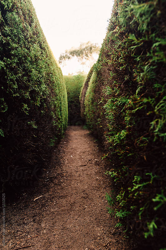 dark and gloomy pathway in a hedge maze