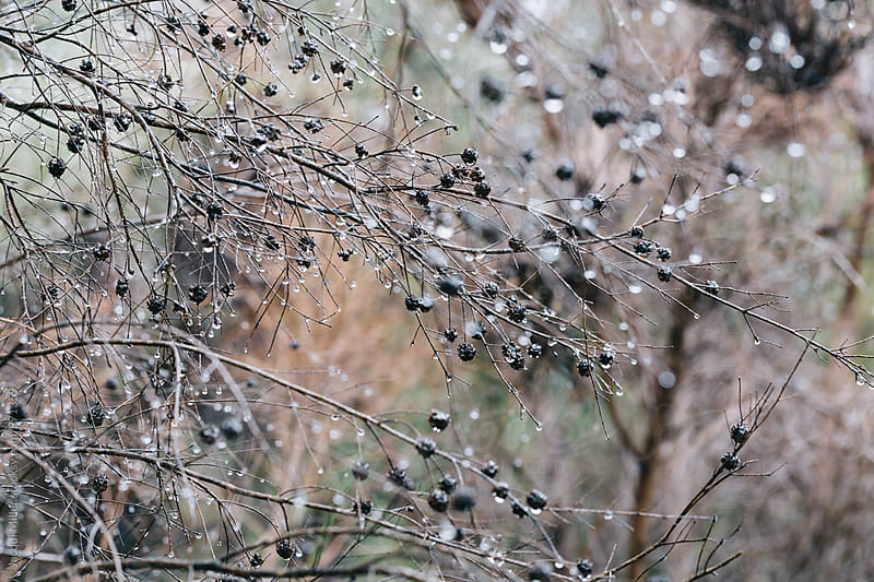 Twigs and water droplets on deciduous tree in bush, horizontal, in Autumn