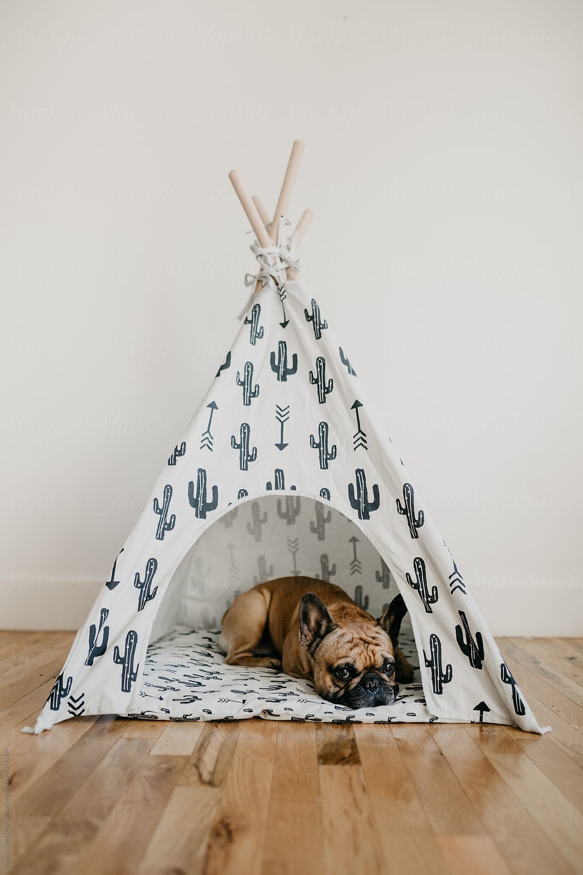 A French Bulldog Puppy Dog Sleeping in A Tent TeePee