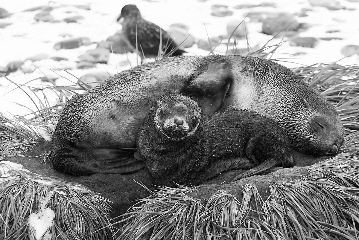 Young sea lion with sleeping mother