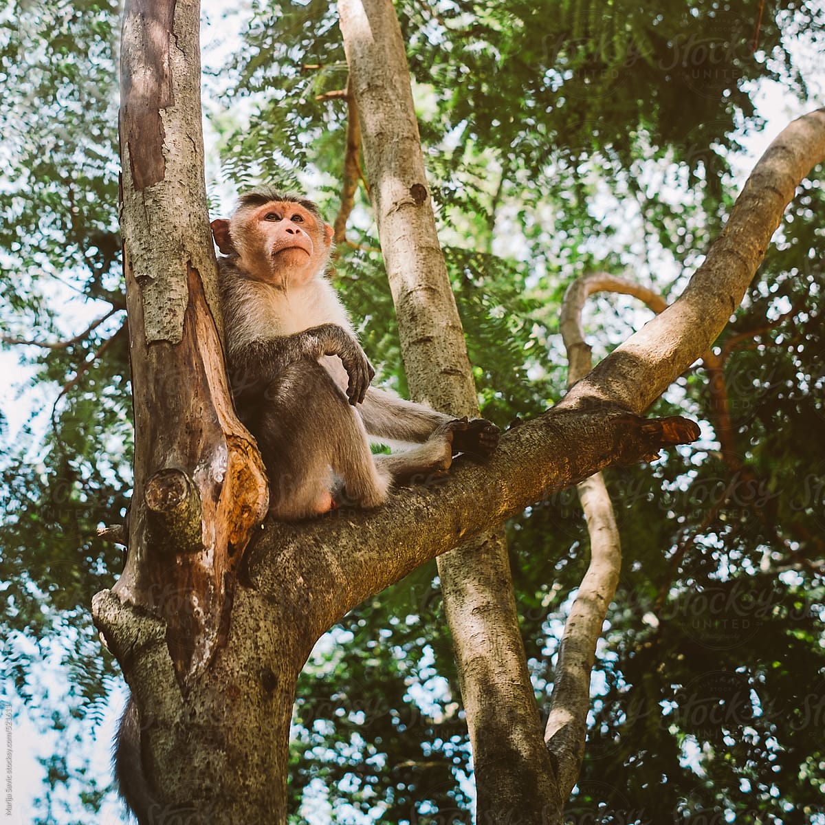 Monkey Sitting On The Tree