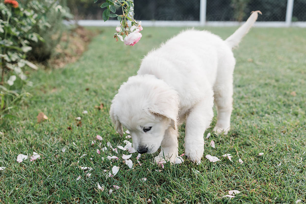 golden retriever puppy plays in fallen petals