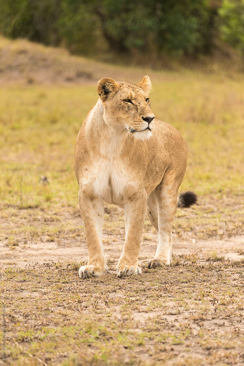 Lioness standing up in search of a prey