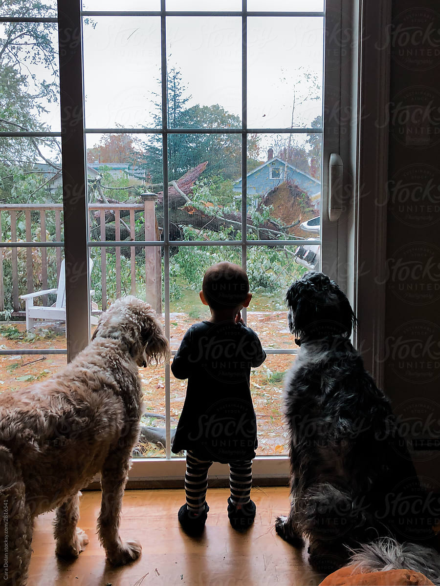 Dogs and Toddler Look at Fallen Backyard Tree