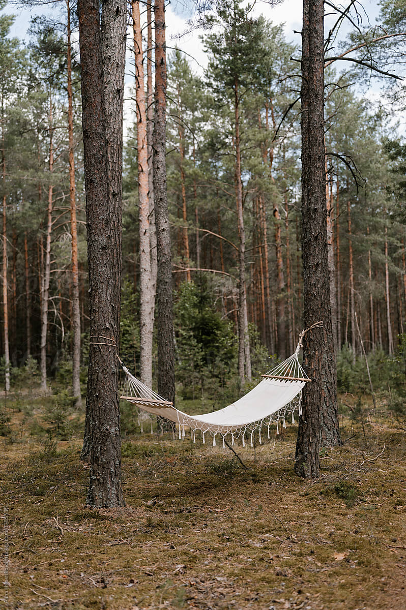 Hammock hanging in coniferous forest