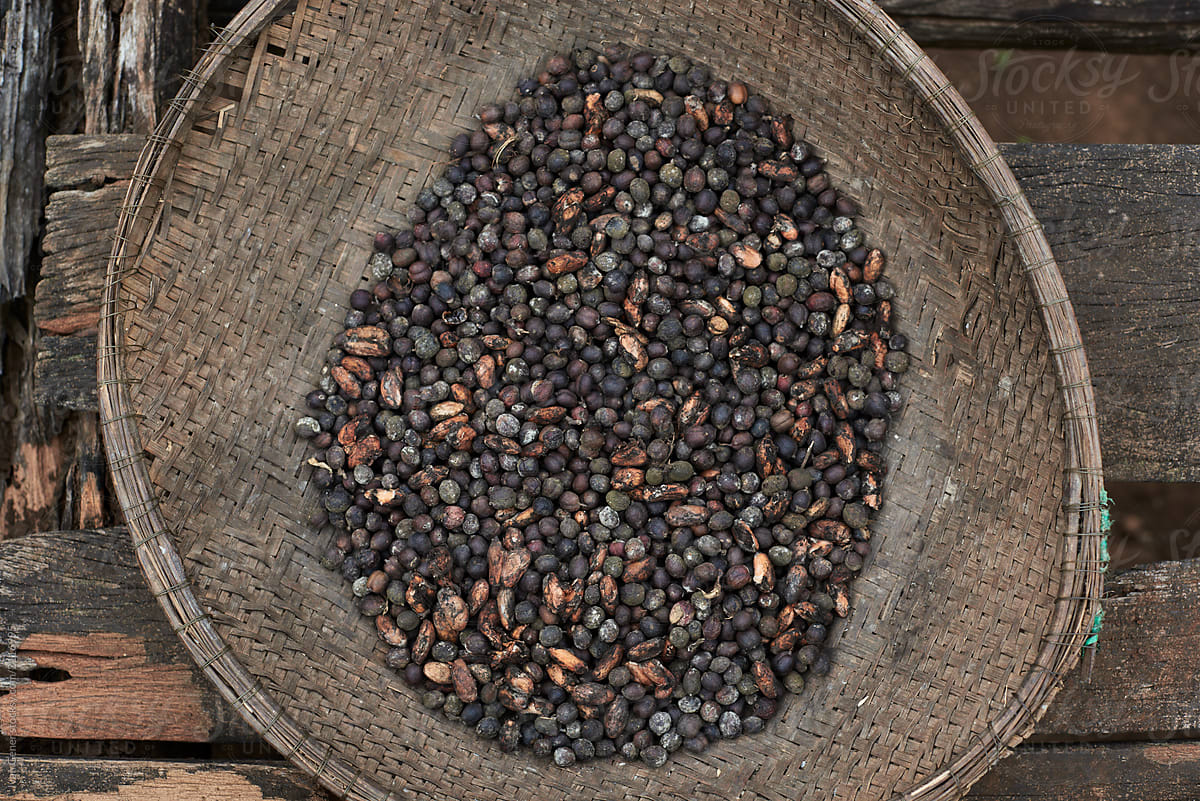 Cocoa beans placed in a basket