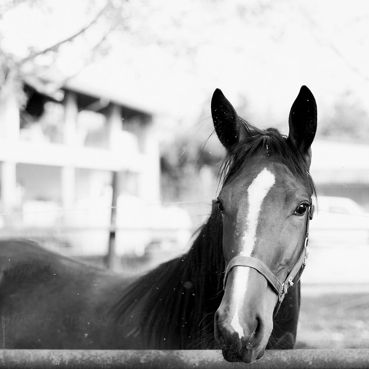 Close up of horse behind fence in black and white in the sun