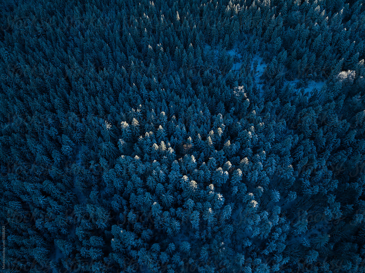 Pine trees from above