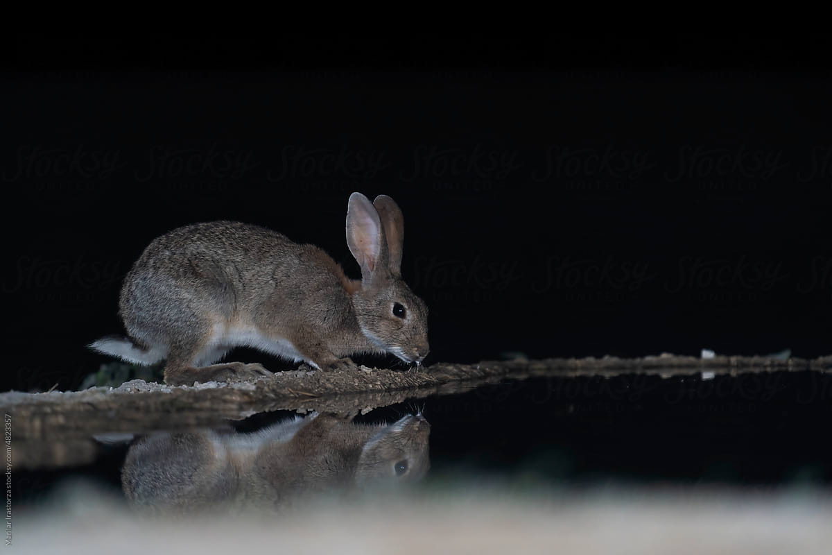 European Rabbit Drinking Water At Night
