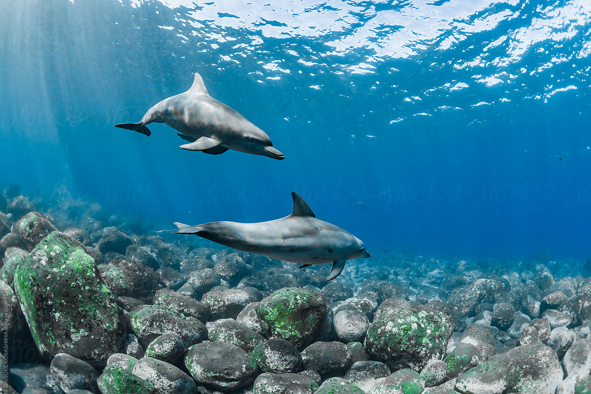 Indian ocean bottlenose dolphin