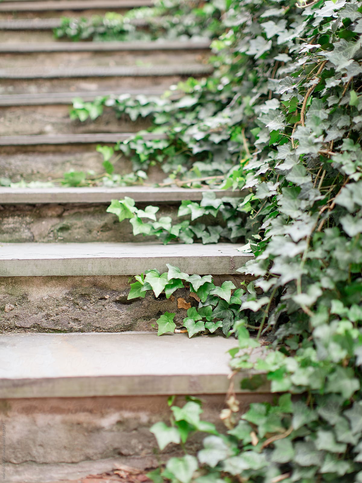 Ivy and Stone Steps