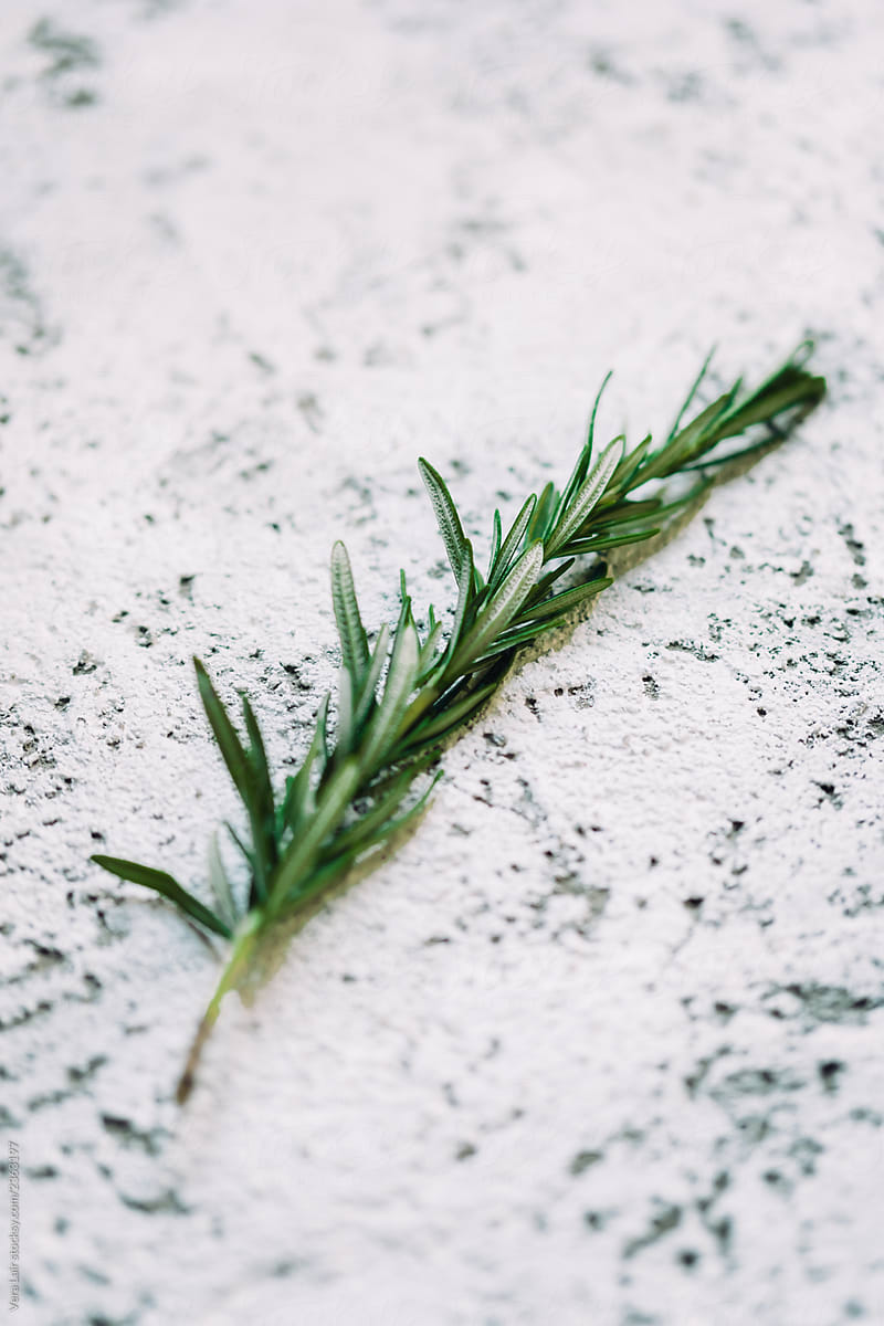 Rosemary branch on textured background