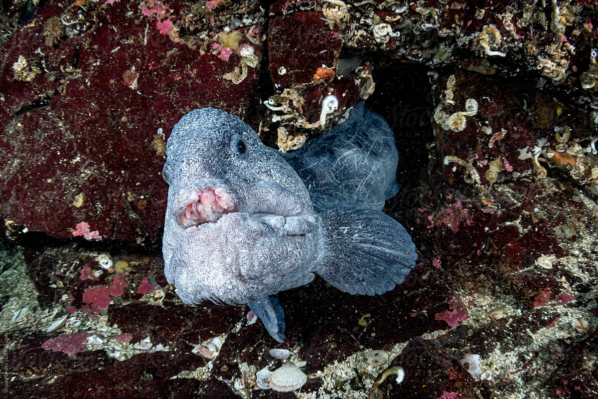 Wolf Eel or Wolf Fish