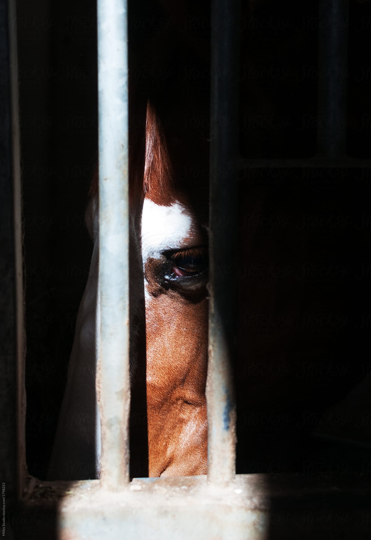 Beautiful horse behind bars in stable