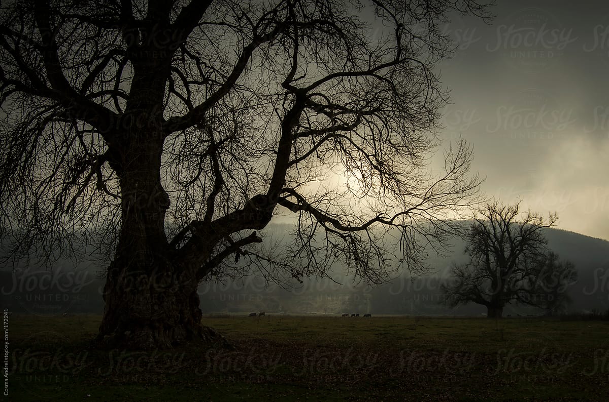 Dark giant tree on a meadow with fog and light