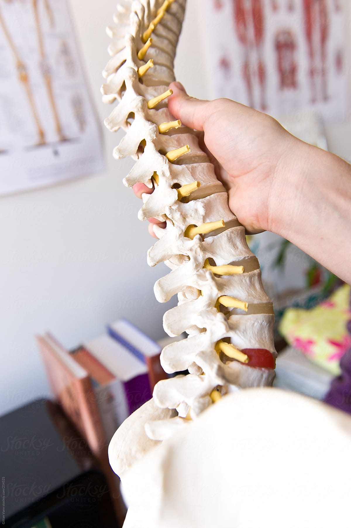 spine in a therapist\'s office