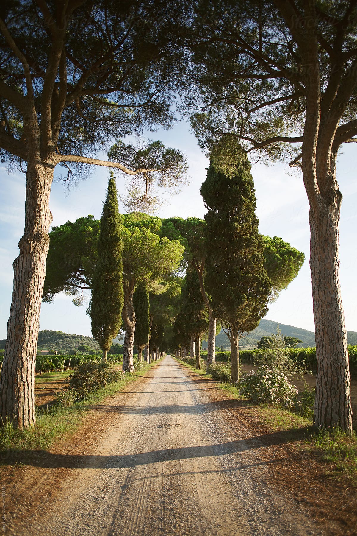 Typical tuscany tree-lined boulevard in sunny summer day