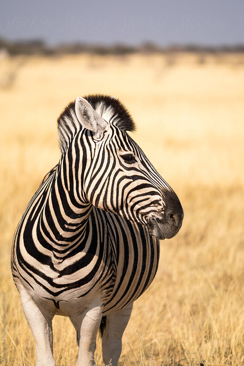 Zebra in Etosha National Park, Namibia, Africa.