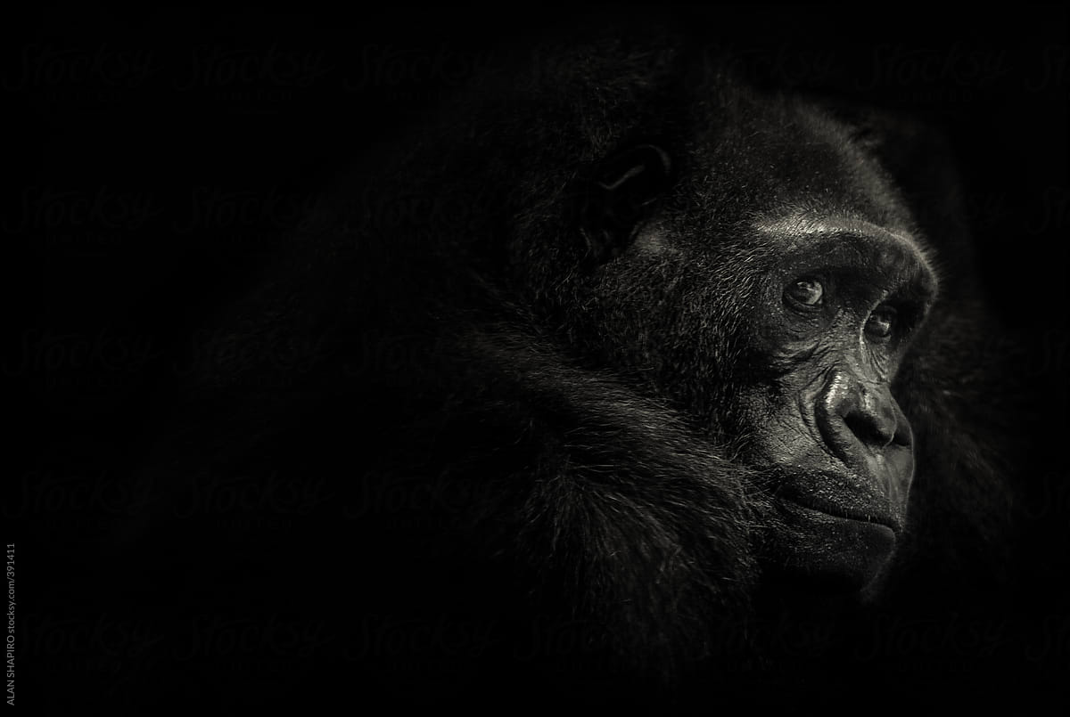Gorilla portrait in monochrome