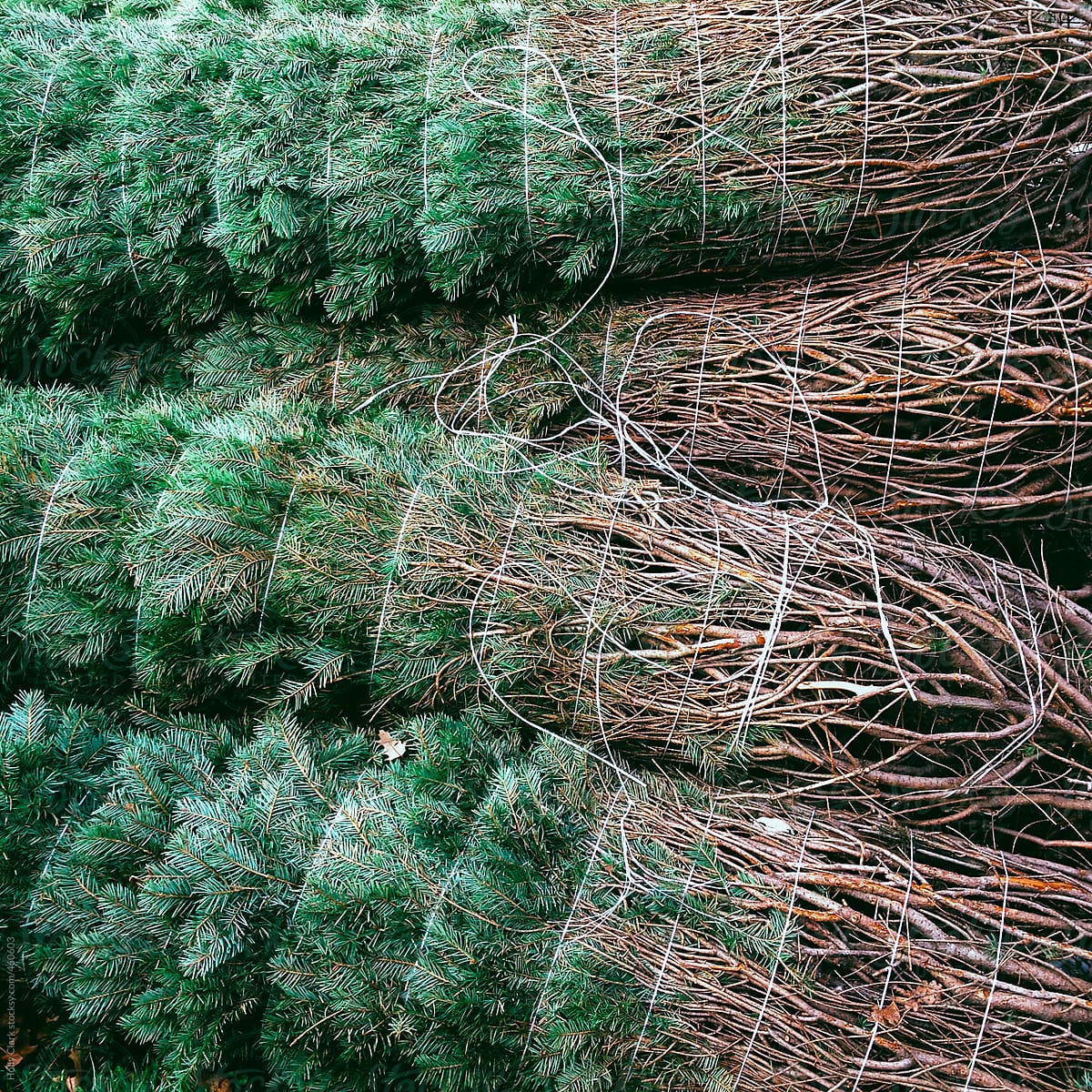 Christmas trees tied up in string.