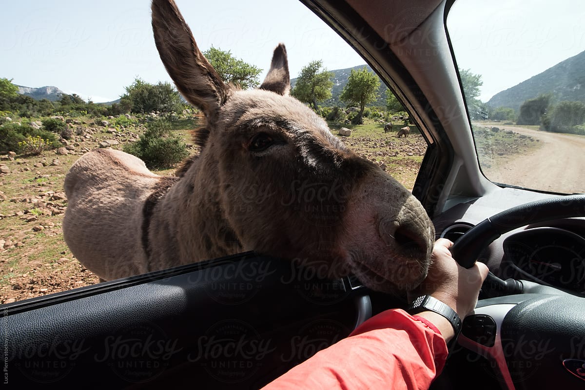 Donkey looking for food in a car