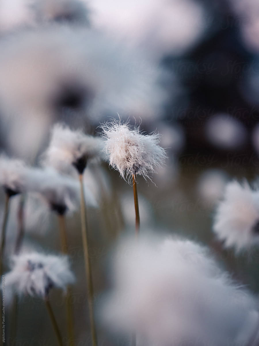 Isolated cotton grass flower on a white meadow.