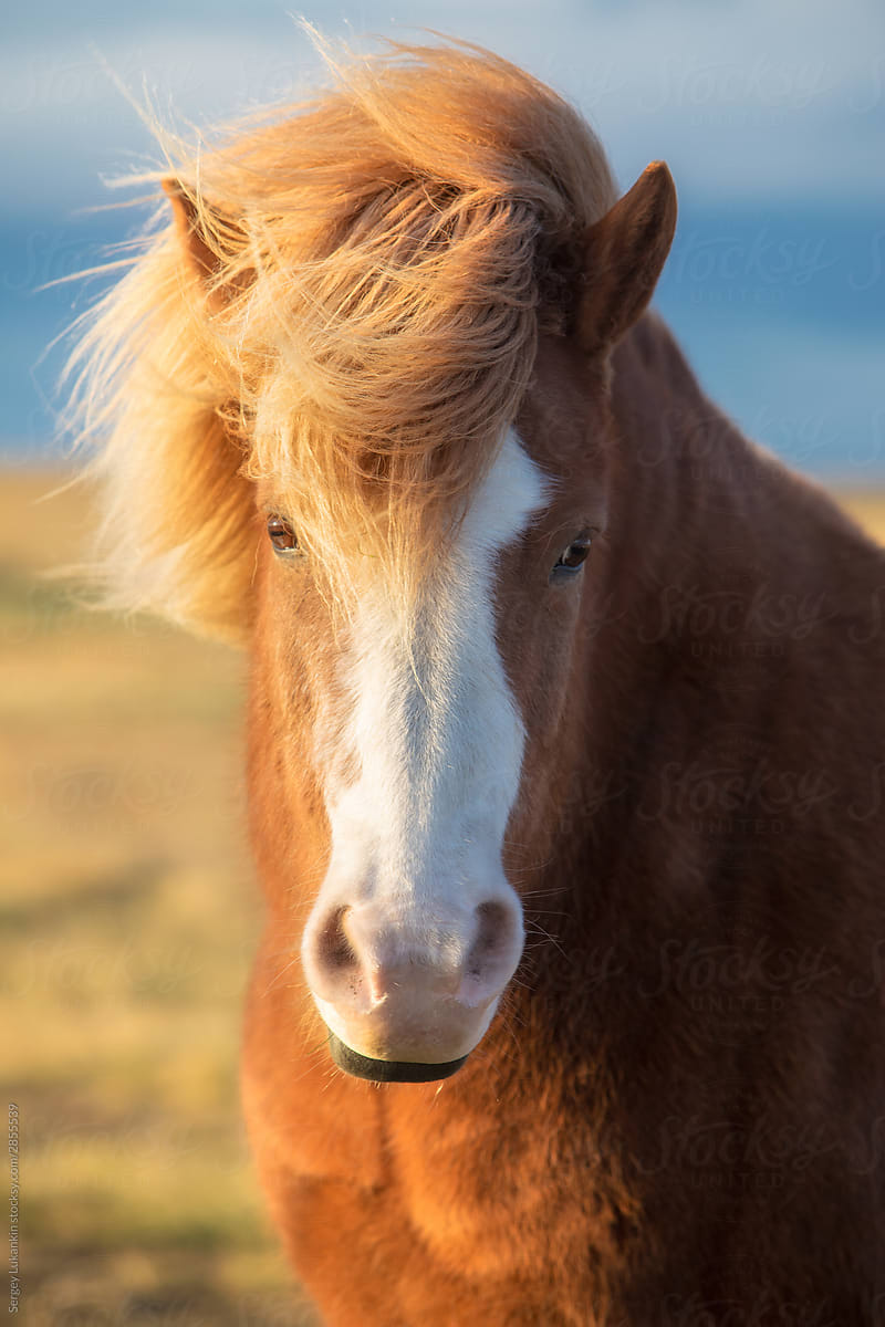 Portrait of icelandic horse