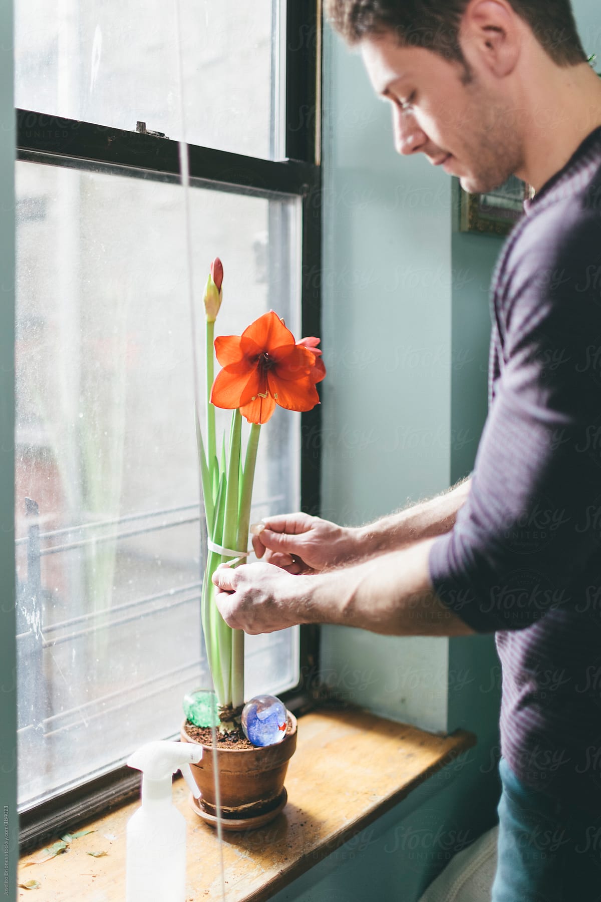 Man Tying Flower Top-heavy Amaryllis Plant with Ribbon