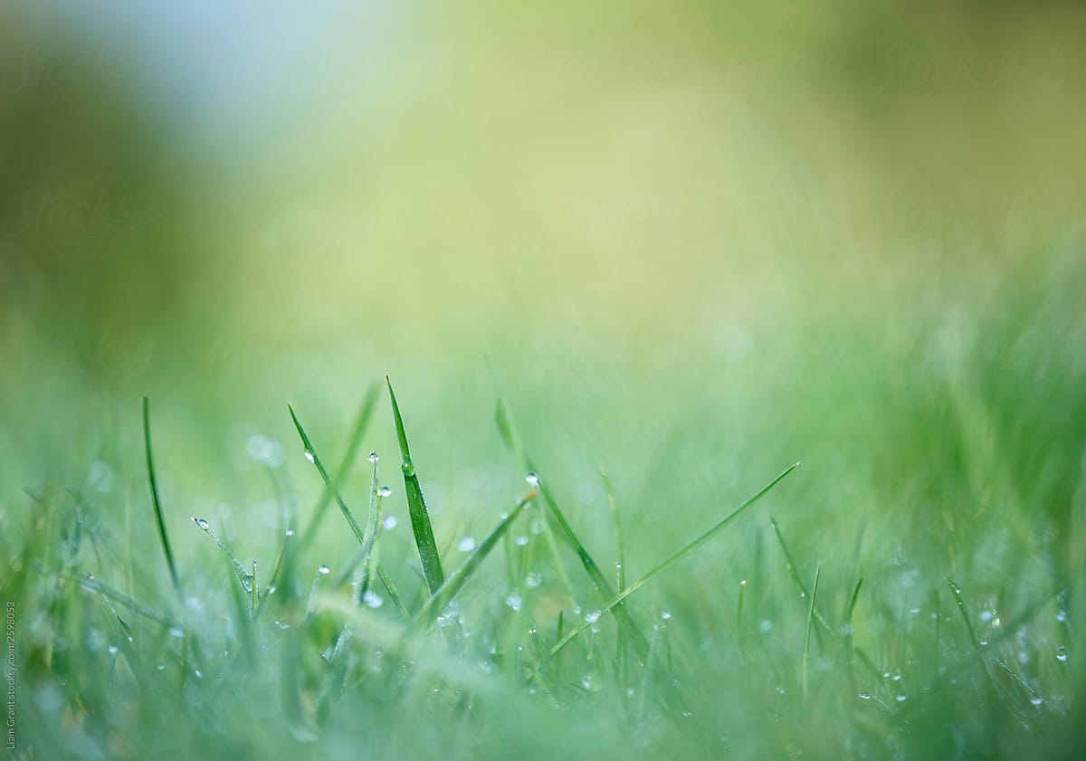 Detail of morning dew on fresh spring grass. Lyth Valley, Cumbria, UK