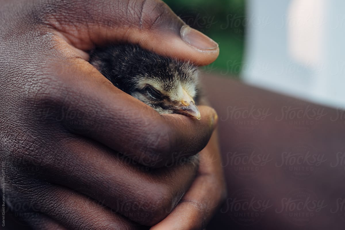 Black girl\'s hand holding a baby chick