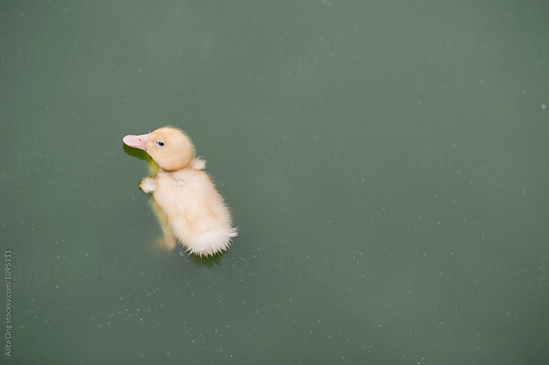 Little duckling chillin in a pond