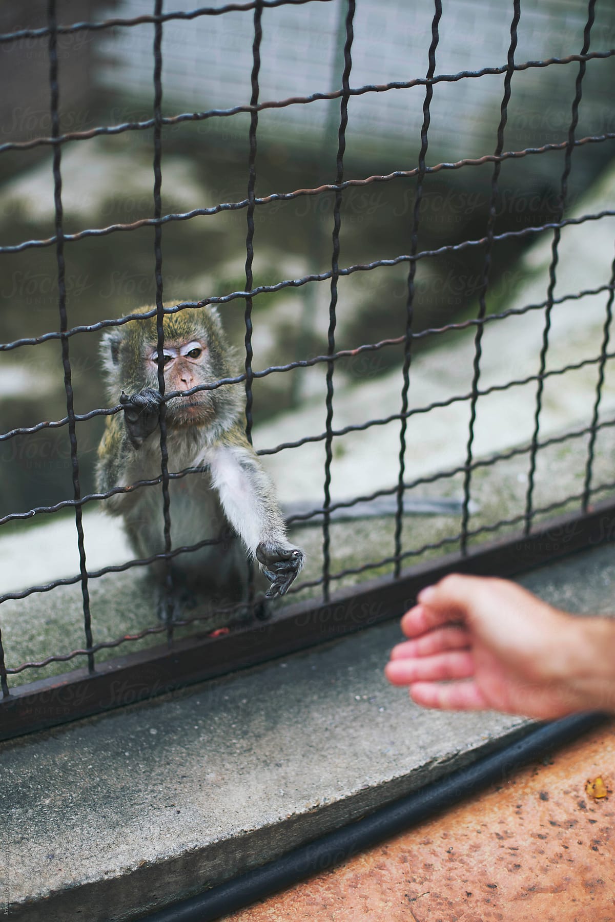 Little monkey in a cage