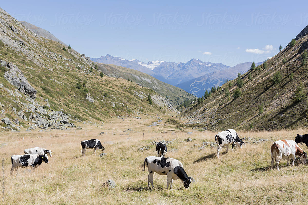 Grazing cows In Field and mountain landscape.