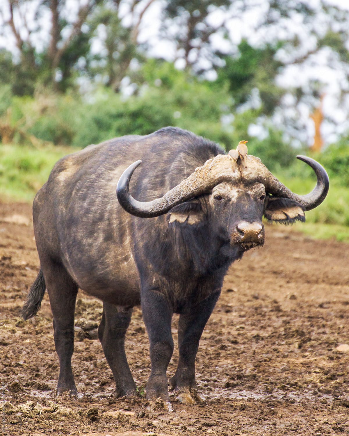 Buffalo with two birds on the head