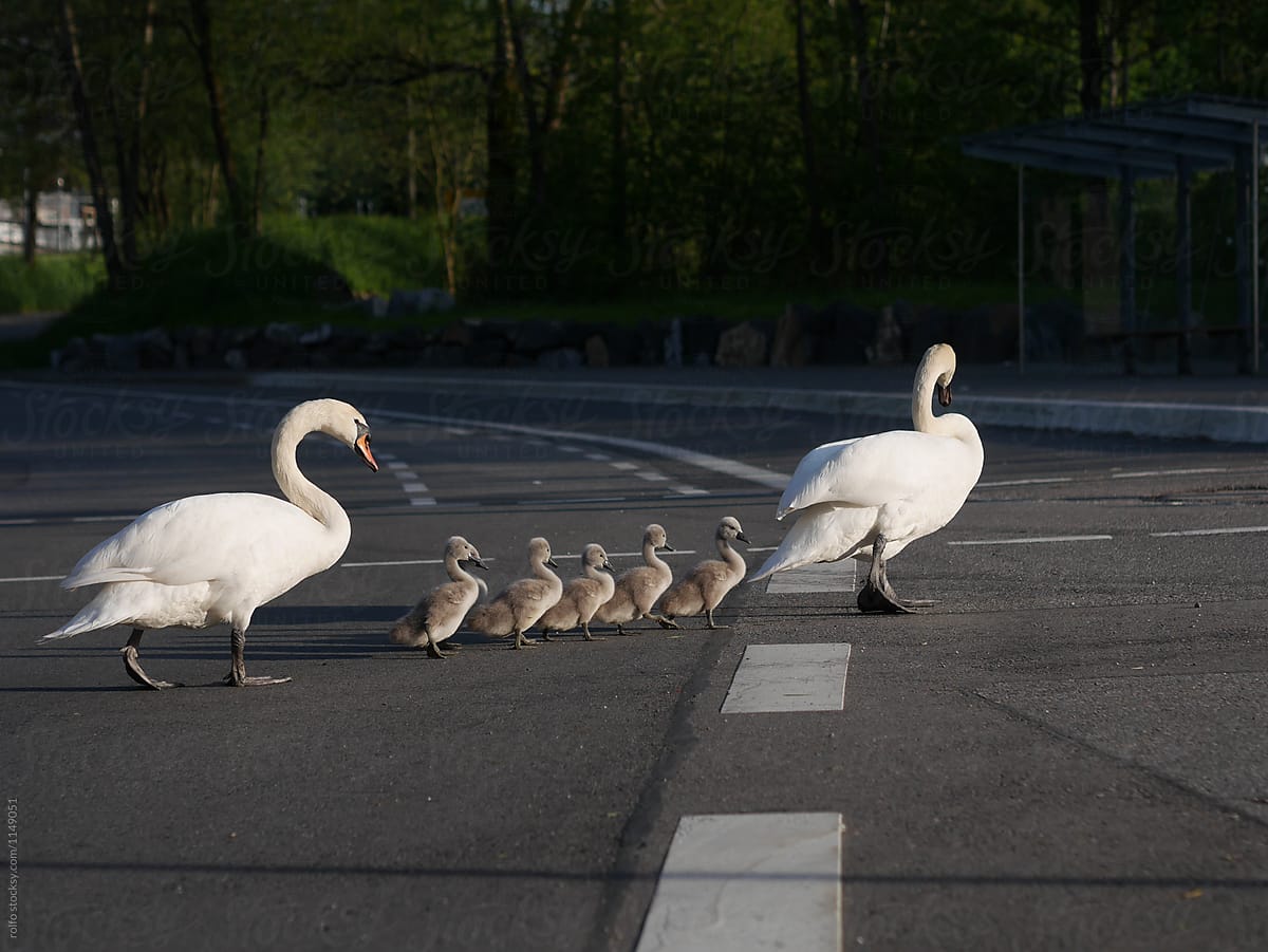 Swan family crossing the street