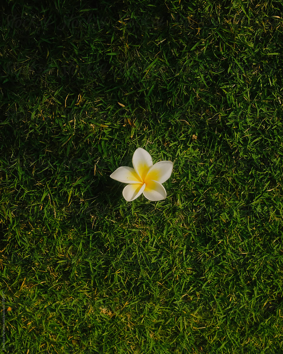 Frangipani flower on the grass