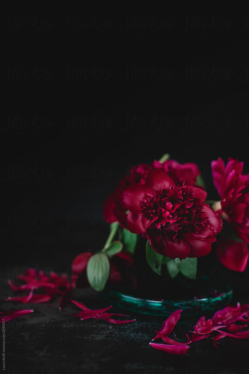 Many burgundy peonies in bloom loosing their petals on black metal table in the dark