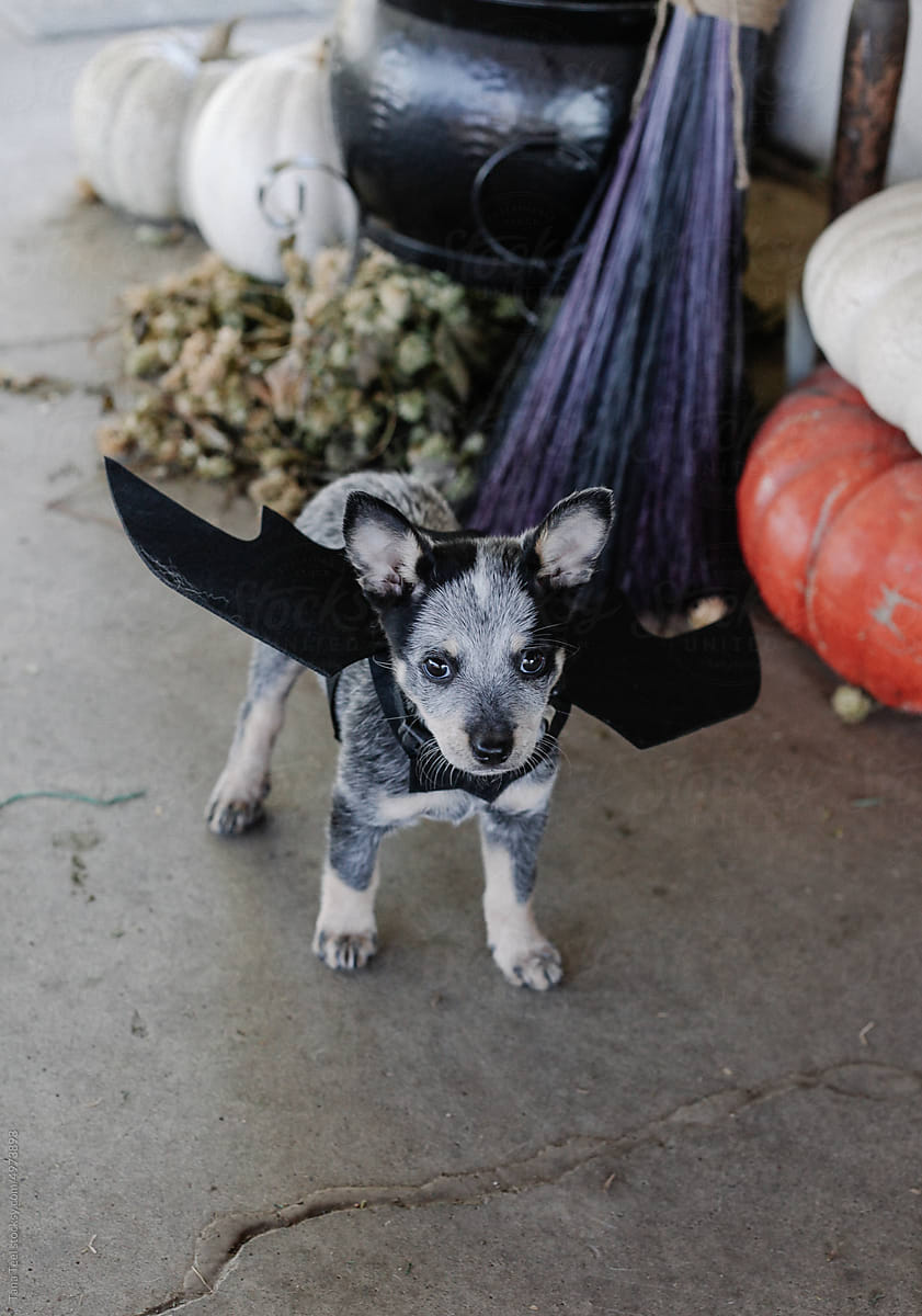 bat wings costume on puppy for Halloween
